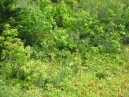 IMG_2492.jpg