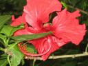 Hibiscus.jpg
