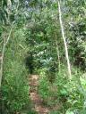JunglePath.jpg