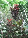 JungleTrees.jpg
