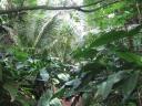 LushVegetation.jpg