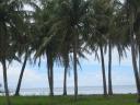 Palmtrees.jpg
