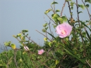 IMG_2977.jpg
