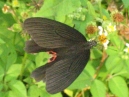 IMG_2985.jpg