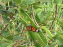 IMG_2991.jpg